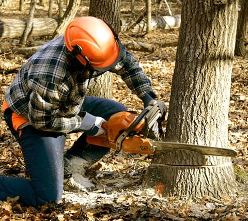 Tree Removal in China Village, ME